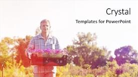  Presentation with flower pots - PPT theme having portrait of gardener carrying crate with flower pots in garden background and a pink colored foreground