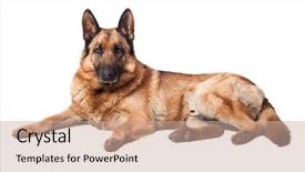  Presentation with german culture - Amazing slide set having portrait of german sheperd backdrop and a soft green colored foreground