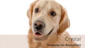  Presentation with green gold and white - Slide set having portrait-of-golden-retriever-dog background and a coral colored foreground