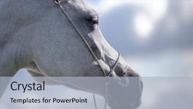  Presentation with horse - Audience pleasing presentation theme consisting of portrait of gray arabian horse backdrop and a  colored foreground
