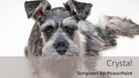  Presentation with gray - Audience pleasing slide deck consisting of portrait-of-gray-schnauzer backdrop and a light gray colored foreground