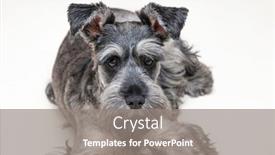  Presentation with light - Cool new PPT layouts with portrait-of-gray-schnauzer backdrop and a gray colored foreground