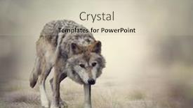  Presentation with gray wolf - Slides with portrait of gray wolf walking background and a soft green colored foreground