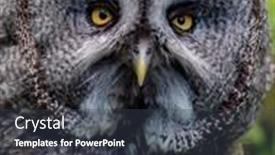  Presentation with grey - PPT theme consisting of portrait-of-great-grey-owl background and a tawny brown colored foreground