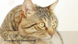  Presentation with cat - PPT theme with portrait-of-grey-tabby-cat background and a coral colored foreground