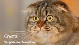  Presentation with grown - Slides with portrait of grown man cat background and a coral colored foreground