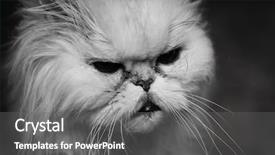  Presentation with cat - Audience pleasing PPT layouts consisting of portrait of grumpy old cat backdrop and a  colored foreground