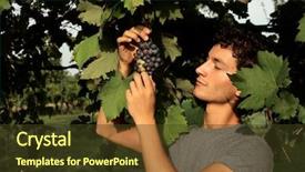  Presentation with vineyard - Cool new presentation with portrait of guy controlling grapes backdrop and a tawny brown colored foreground