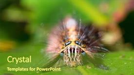  Presentation with moth - Beautiful theme featuring portrait of hairy moth caterpillar backdrop and a tawny brown colored foreground
