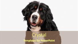  Presentation with tongue - PPT theme enhanced with portrait-of-happy-bernese-mountain background and a coral colored foreground