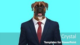  Presentation with boxer - Presentation theme with portrait-of-happy-boxer-puppy background and a  colored foreground