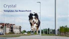  Presentation with aussie - Beautiful slide deck featuring portrait-of-happy-run-australian backdrop and a sky blue colored foreground