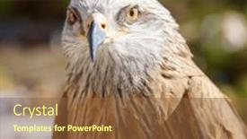  Presentation with hawk - Slide set consisting of portrait-of-hawk-with-green background and a tawny brown colored foreground