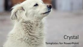  Presentation with homeless - Audience pleasing presentation consisting of portrait of homeless dogs backdrop and a light gray colored foreground