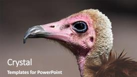  Presentation with portrait of a sleeping sloth - Colorful slide deck enhanced with portrait of hooded vulture necrosyrtes backdrop and a  colored foreground