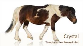  Presentation with white horse - PPT theme having hacker - fraud hacking spam scam phising background and a light gray colored foreground