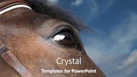  Presentation with horse - Slides with portrait-of-horse-s-eye background and a violet colored foreground