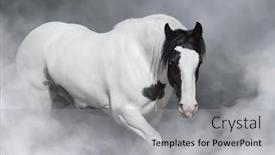  Presentation with irish - Presentation design consisting of portrait-of-irish-tinker-horse background and a light gray colored foreground