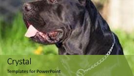  Presentation with cane - Colorful presentation theme enhanced with bugle - bull elk bugling backdrop and a gold colored foreground