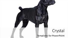  Presentation with cane - PPT layouts consisting of portrait of italian cane-corso background and a white colored foreground
