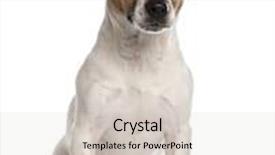  Presentation with russell - Slide deck having portrait of jack russell terrier 1 year old sitting in front of white background background and a lemonade colored foreground