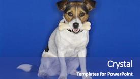  Presentation with russell - Cool new slides with portrait of jack russell terrier holding rubber bone in mouth against blue background backdrop and a ocean colored foreground