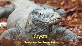  Presentation with varanus - PPT theme consisting of portrait of komodo dragon varanus background and a tawny brown colored foreground