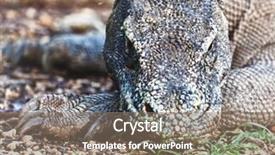  Presentation with varanus - Slide deck enhanced with portrait of komodo dragon varanus background and a coral colored foreground