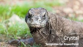  Presentation with varanus - Slides featuring portrait of komodo dragon varanus background and a dark gray colored foreground
