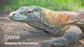  Presentation with varanus - PPT layouts enhanced with portrait of komodo dragon varanus background and a gray colored foreground