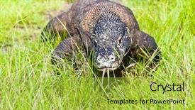  Presentation with varanus - PPT layouts enhanced with portrait of komodo dragon varanus background and a yellow colored foreground