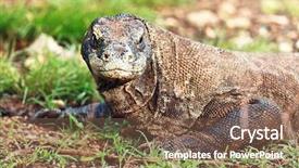  Presentation with varanus - Amazing slide deck having portrait of komodo dragon varanus backdrop and a violet colored foreground
