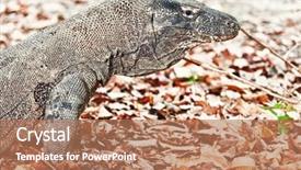  Presentation with varanus - Slides consisting of portrait of komodo dragon varanus background and a coral colored foreground