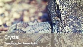  Presentation with varanus - Theme consisting of portrait of komodo dragon varanus background and a gray colored foreground