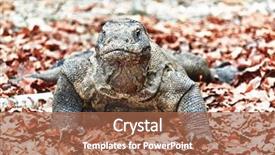  Presentation with varanus - Presentation having portrait of komodo dragon varanus background and a red colored foreground