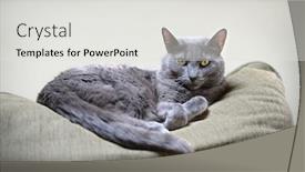  Presentation with furniture - Beautiful slide deck featuring portrait-of-korat-cat-resting backdrop and a light gray colored foreground