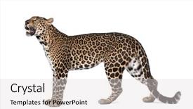  Presentation with studio - Theme with portrait of leopard panthera pardus background and a light gray colored foreground
