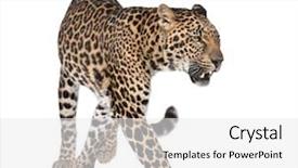  Presentation with sumatran tiger panthera tigris sumatrae - Presentation design having portrait of leopard panthera pardus background and a white colored foreground