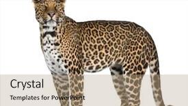  Presentation with sumatran tiger panthera tigris sumatrae - Amazing PPT layouts having portrait of leopard panthera pardus backdrop and a coral colored foreground