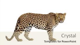  Presentation with camera - Presentation theme consisting of portrait-of-leopard-standing background and a  colored foreground