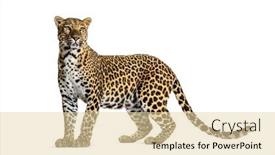  Presentation with cartoon leopard - Presentation theme consisting of portrait-of-leopard-standing background and a  colored foreground