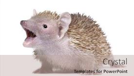  Presentation with mouth - Amazing presentation having portrait of lesser hedgehog tenrec with mouth open echinops telfairi in front of white background backdrop and a mint green colored foreground
