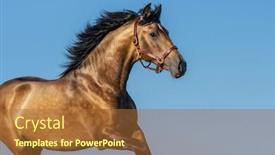  Presentation with light blue - Cool new presentation with portrait-of-light-bay-andalusian backdrop and a red colored foreground