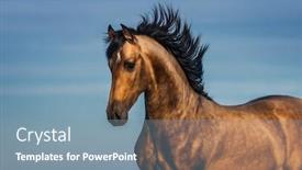  Presentation with light blue - Slides consisting of portrait-of-light-bay-andalusian background and a seafoam green colored foreground