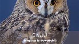  Presentation with blue - PPT layouts with portrait-of-long-eared-owl background and a gray colored foreground
