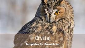  Presentation with grey - Audience pleasing presentation design consisting of portrait-of-long-eared-owl backdrop and a coral colored foreground