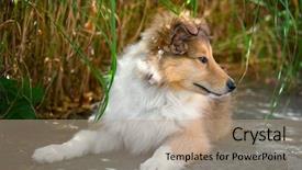  Presentation with puppy - Colorful slide deck enhanced with casual asian girl on white background smiling face with relax tee shirt backdrop and a light gray colored foreground