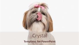  Presentation with tongue - PPT theme with portrait-of-lovely-little-shih background and a soft green colored foreground