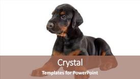  Presentation with doberman - Amazing slide set having portrait of lying doberman puppy backdrop and a coral colored foreground