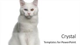  Presentation with maine - Slide deck enhanced with portrait of maine coon cat 5 months old sitting in front of white background background and a white colored foreground